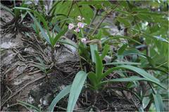 Aerides maculosa